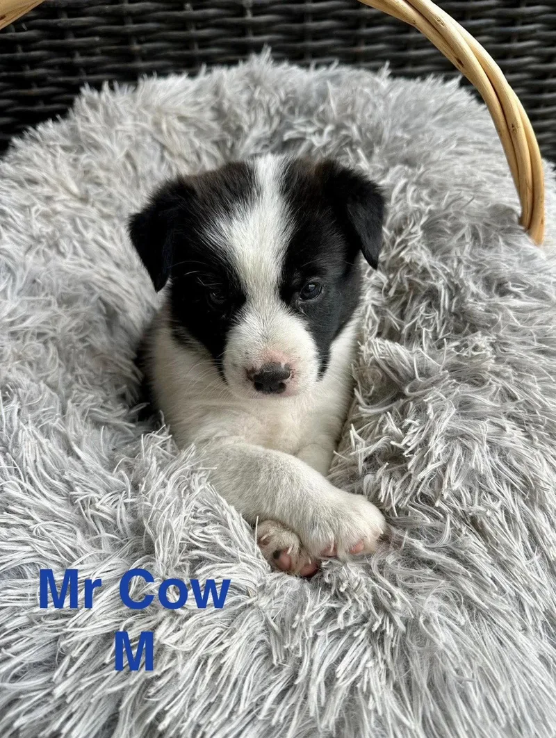 Mr. Cow