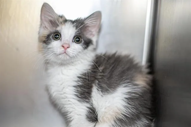 A baby small-sized female Domestic Short Hair cat named Bubbles for adoption in Charlotte, NC