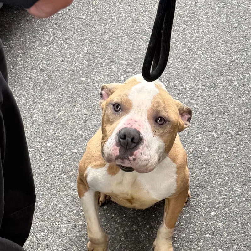 An adult medium-sized female Brown / Chocolate Mixed Breed dog named Sunshine for adoption in Philadelphia, PA