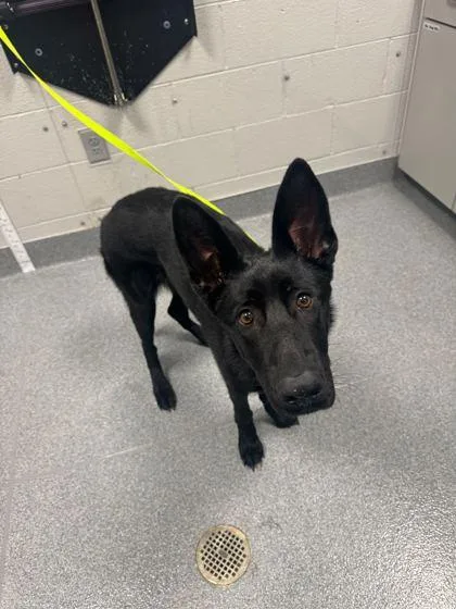 An adult large-sized female Mixed Breed dog named Nova for adoption in Sevierville, TN