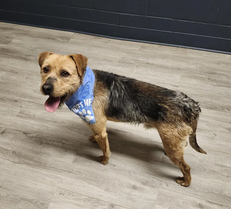 Sir Nope thumbnail 2