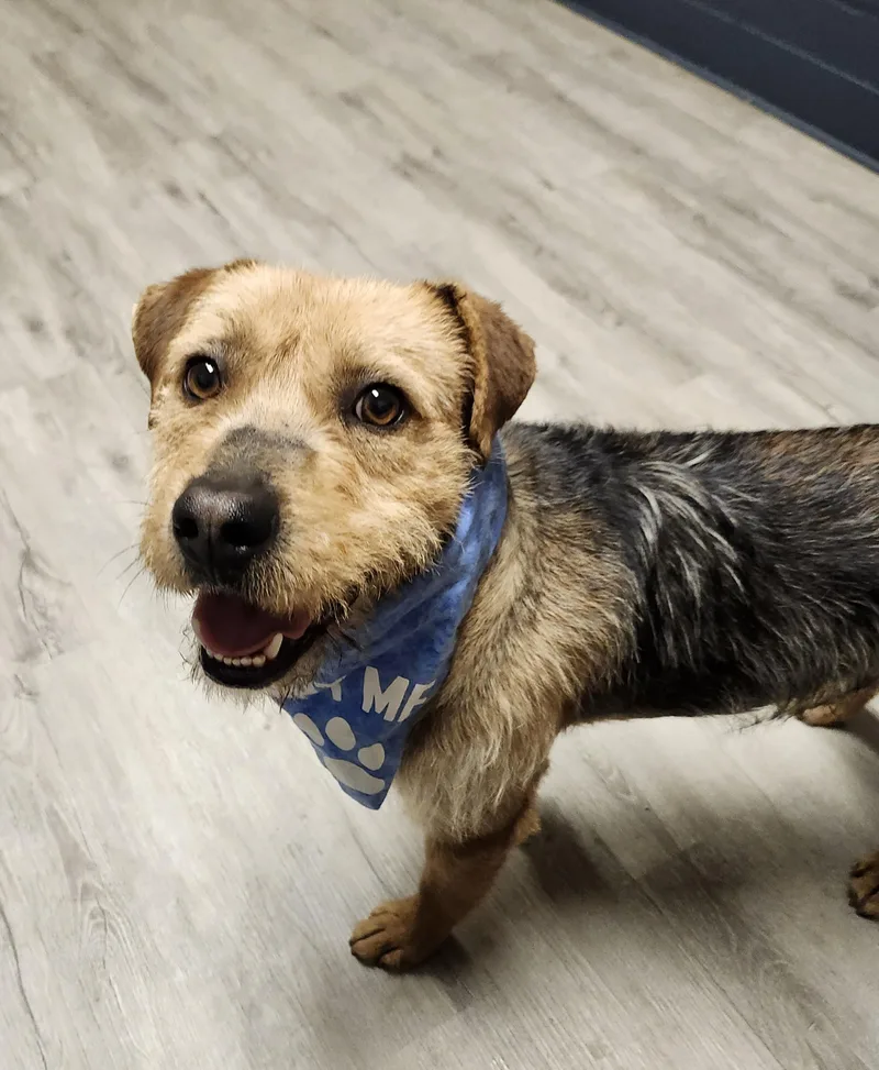 A young medium-sized male Tricolor (Brown, Black, & White) Terrier dog named Sir Nope for adoption in Mansfield, OH