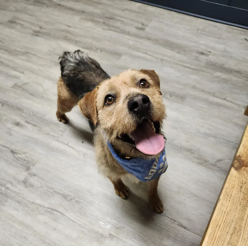 Sir Nope thumbnail 3