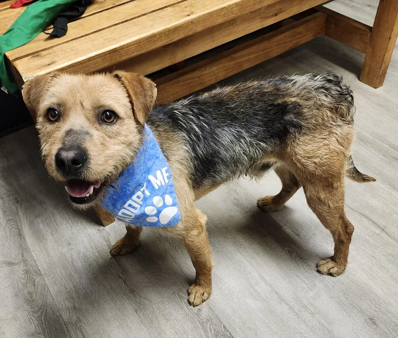 Sir Nope thumbnail 4