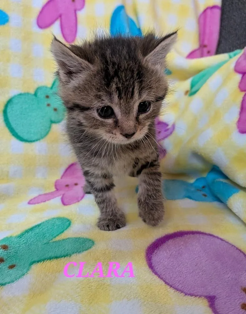 A baby small-sized female Domestic Short Hair cat named Clara for adoption in Chalfont, PA