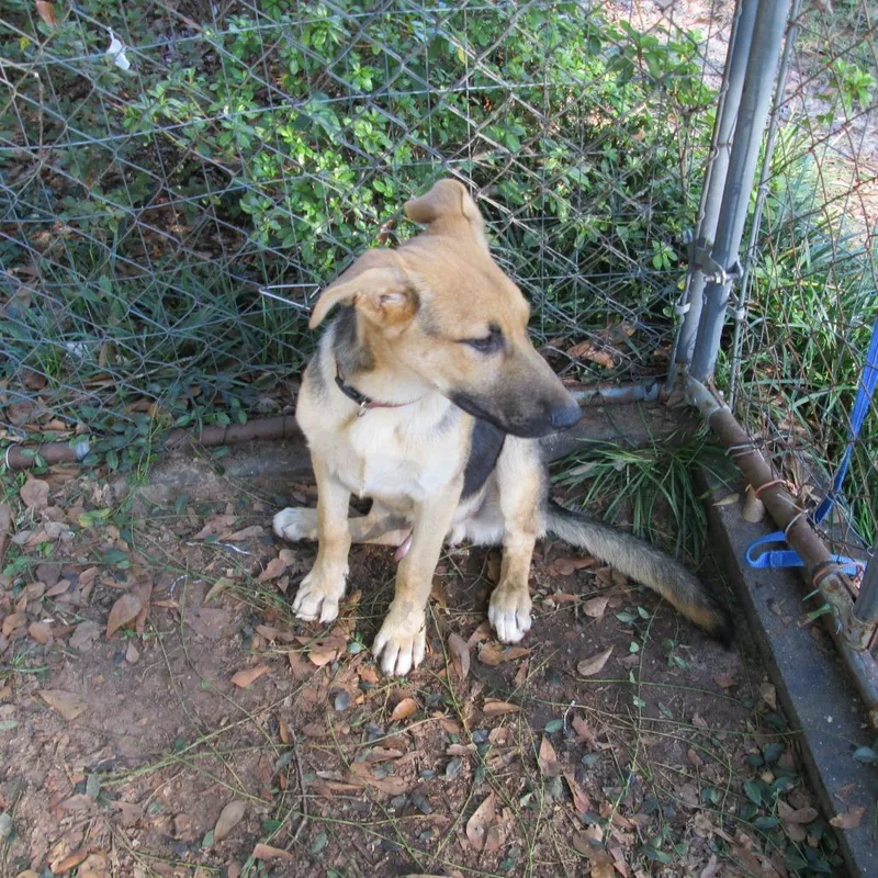 A baby small-sized male Yellow / Tan / Blond / Fawn Shepherd dog named Courtesy Listing Mac for adoption in Tuscaloosa, AL