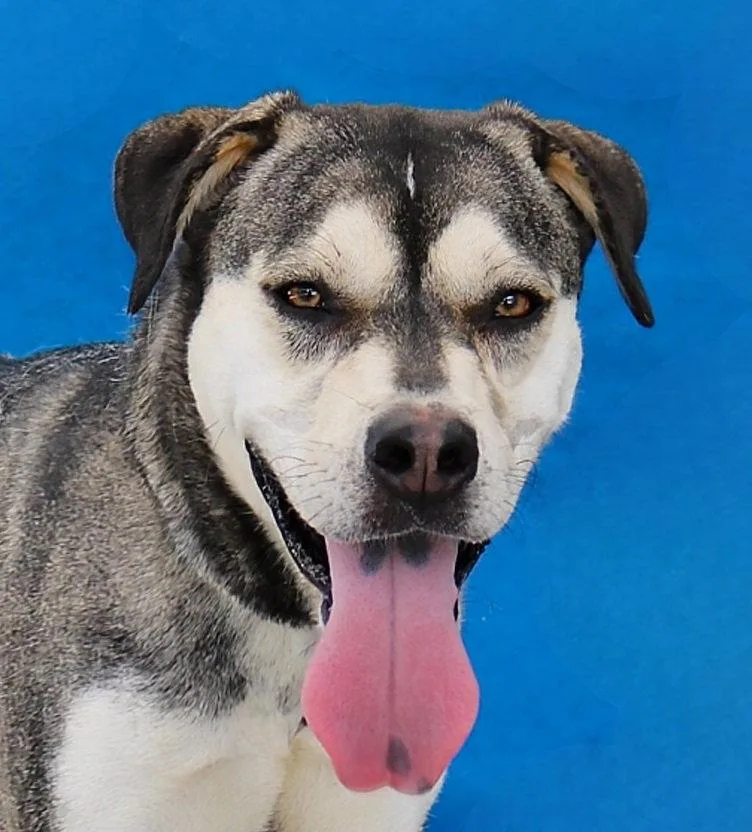 An adult medium-sized female Siberian Husky dog named Peep for adoption in Pasadena, CA