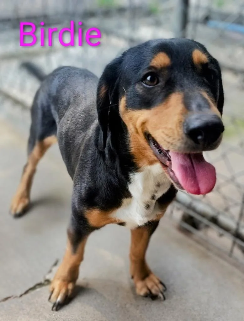 An adult medium-sized female Basset Hound dog named Birdie for adoption in Mena, AR