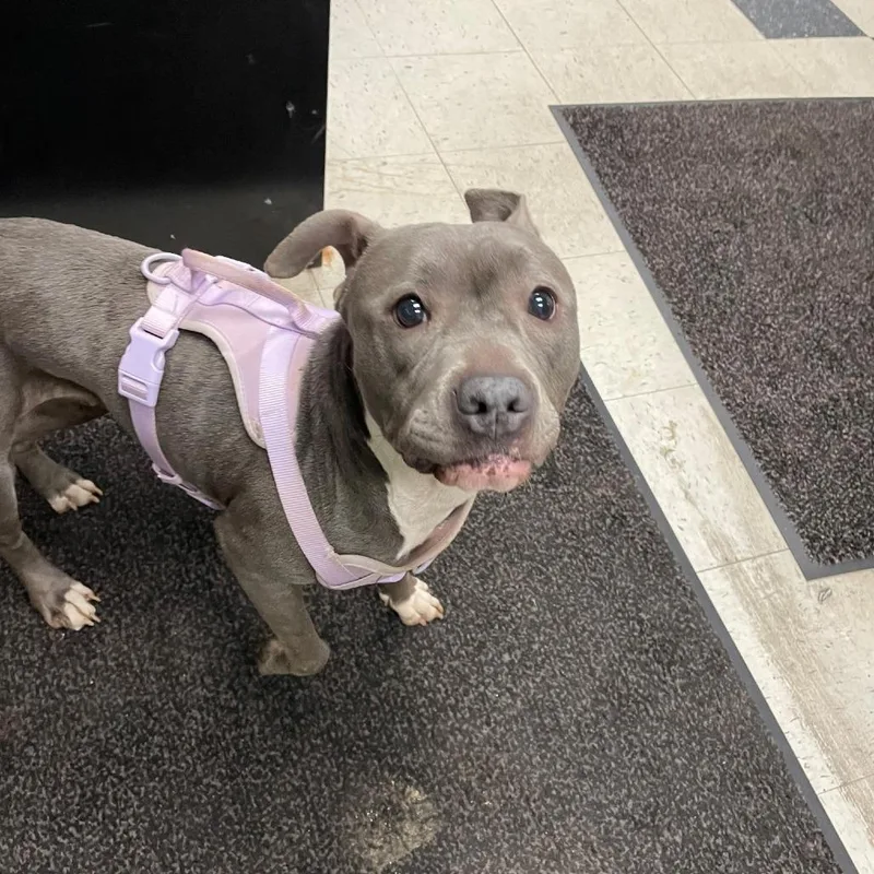 A young small-sized female Gray / Blue / Silver Pit Bull Terrier dog named Zoey for adoption in Falmouth, KY