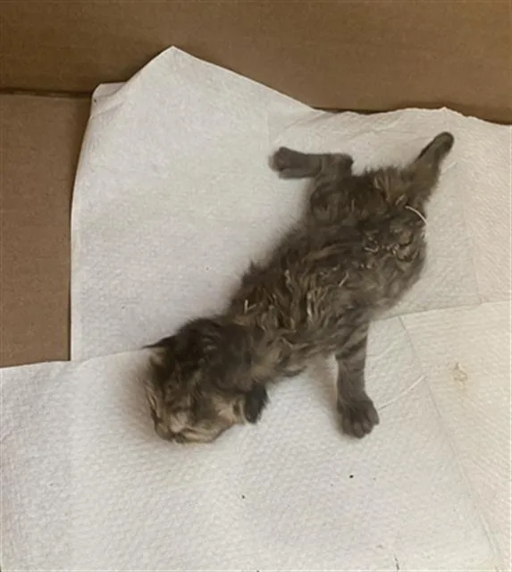 A baby medium-sized female Domestic Short Hair cat named Flower for adoption in Dallas, TX