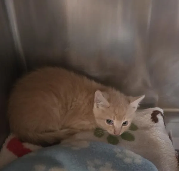 A baby small-sized male Domestic Short Hair cat named Cody for adoption in Cleveland, TN