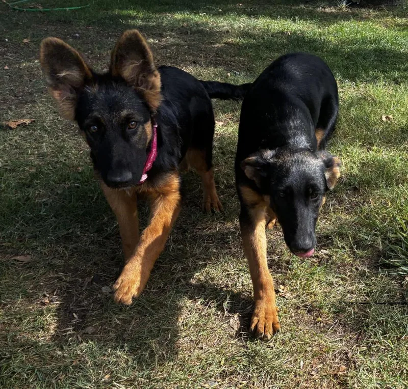 A baby medium-sized female German Shepherd Dog dog named Daisy & Clover for adoption in Davis, CA