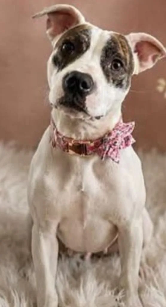 A young small-sized female Boxer dog named Dixie for adoption in Hardeeville, SC