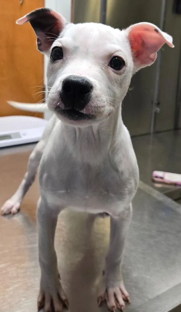 A baby small-sized female Pit Bull Terrier dog named Valentina for adoption in Sandusky, OH