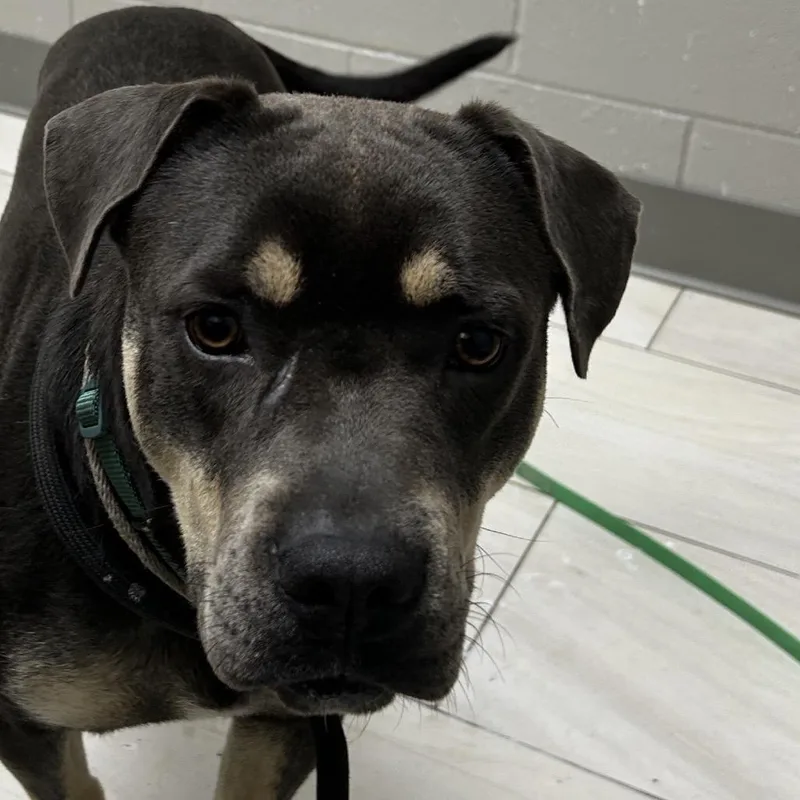 A young medium-sized male Brown / Chocolate Mixed Breed dog named Brody for adoption in Lufkin, TX