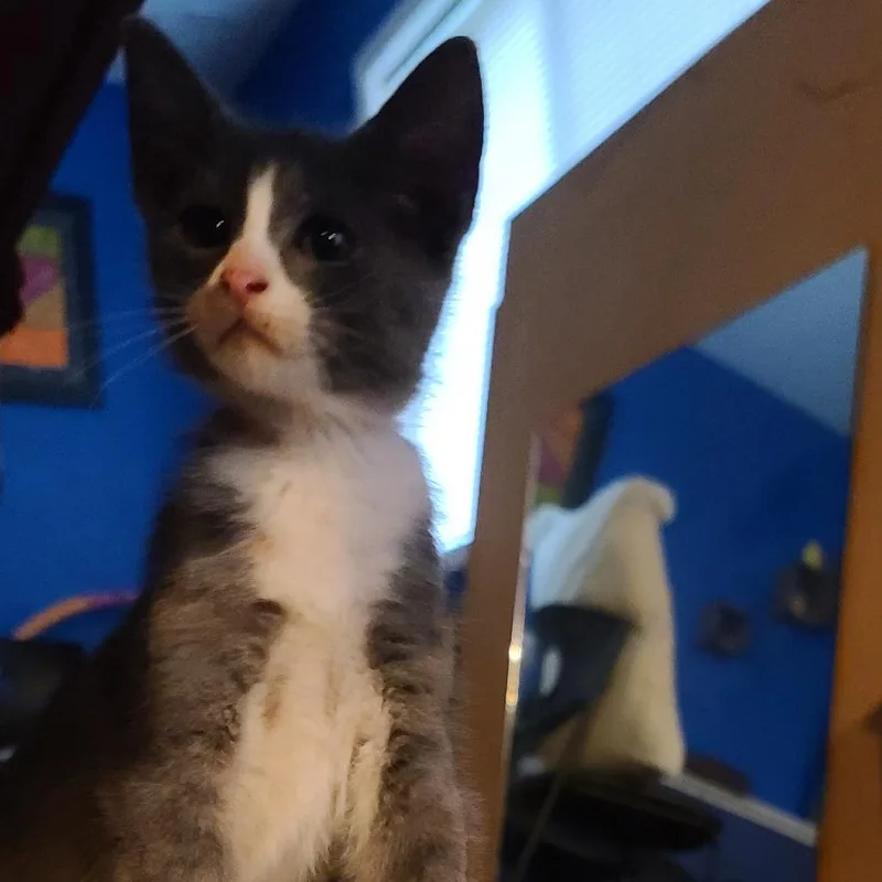 A baby small-sized female Gray / Blue / Silver Domestic Short Hair cat named Sprite ~ C for adoption in Minnetonka, MN