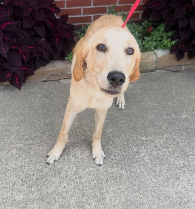 A young medium-sized male Labrador Retriever dog named Butterfinger for adoption in Raleigh, NC