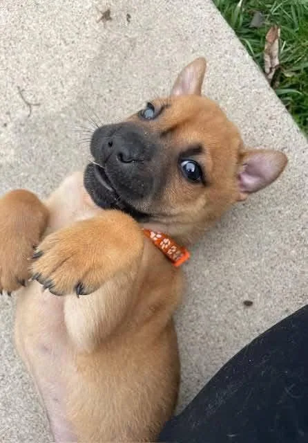 Velveeta thumbnail 2