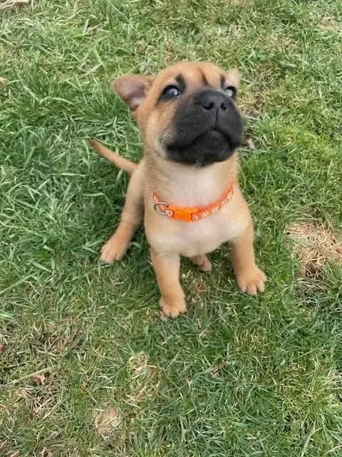 Velveeta thumbnail 3