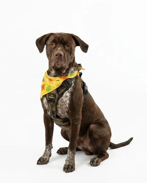 An adult medium-sized male German Shorthaired Pointer dog named Arthur for adoption in Eglin AFB, FL