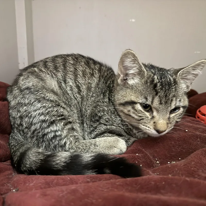 A baby medium-sized female Tabby (Gray / Blue / Silver) Domestic Short Hair cat named Fleur for adoption in La Crescent, MN