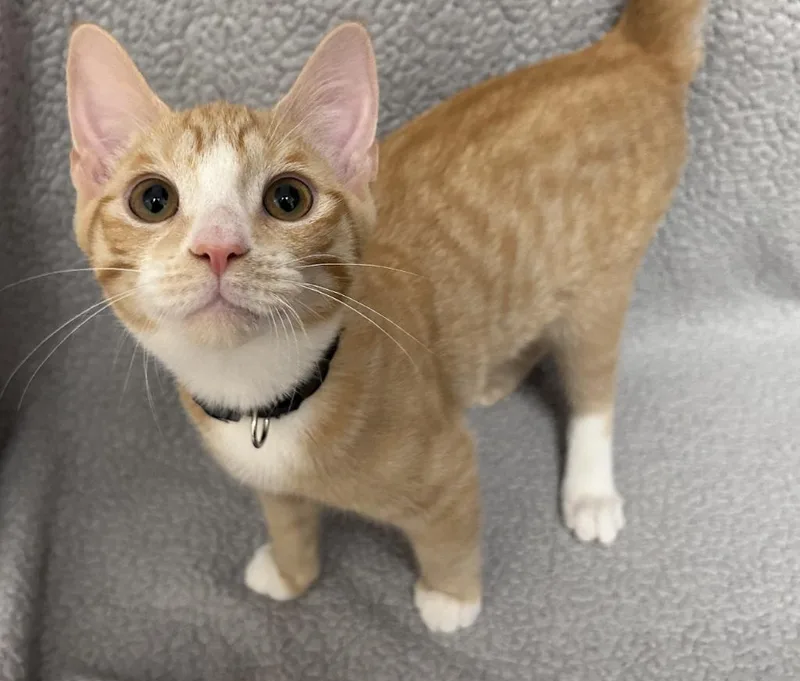 A baby medium-sized male Domestic Short Hair cat named Clove for adoption in Madison, GA