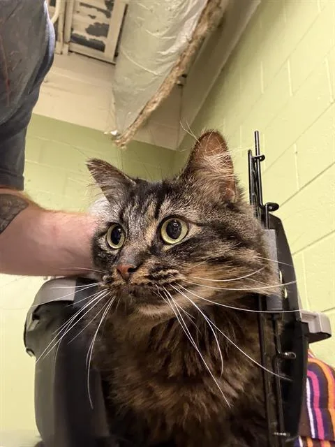 An adult small-sized female Domestic Long Hair cat named Tigress for adoption in Indianapolis, IN