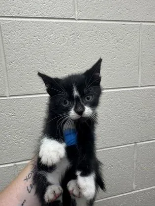 A baby small-sized male Domestic Short Hair cat named Matt Ishida for adoption in Westland, MI