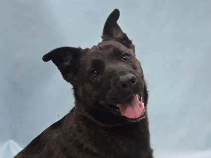 An adult large-sized female American Staffordshire Terrier dog named Pig for adoption in Coon Rapids, MN