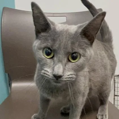 A young small-sized female Domestic Short Hair cat named Tulip for adoption in Janesville, WI