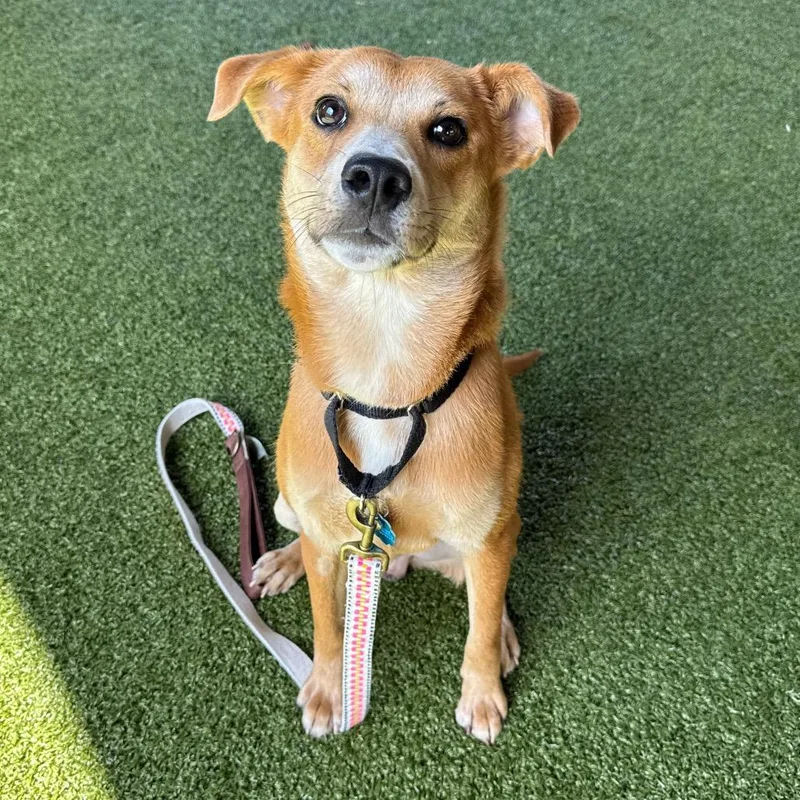 An adult medium-sized male Brown / Chocolate Golden Retriever dog named Earnie for adoption in West Palm Beach, FL
