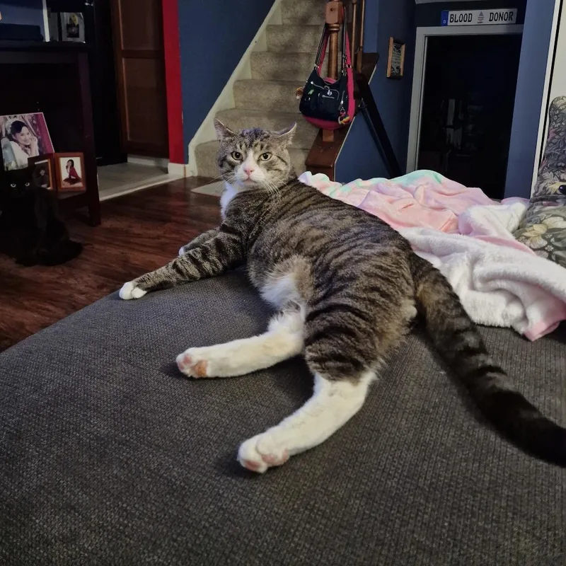 An adult large-sized male Brown / Chocolate Domestic Short Hair cat named Thomas for adoption in Abingdon, MD