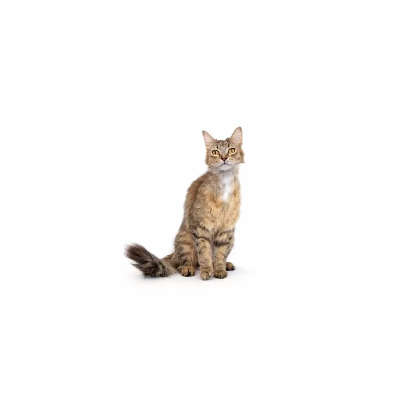 An adult medium-sized female Brown / Chocolate Domestic Medium Hair cat named Miranda for adoption in Playa Vista, CA