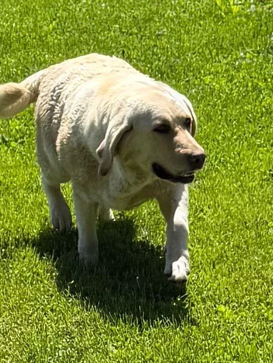 An adult large-sized female Labrador Retriever dog named Isabella for adoption in Havertown, PA