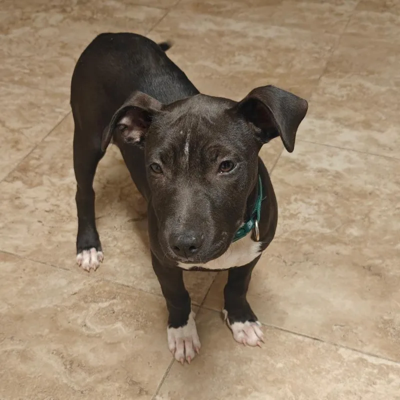 A young medium-sized female Black Labrador Retriever dog named Ducky for adoption in Cleveland, TX