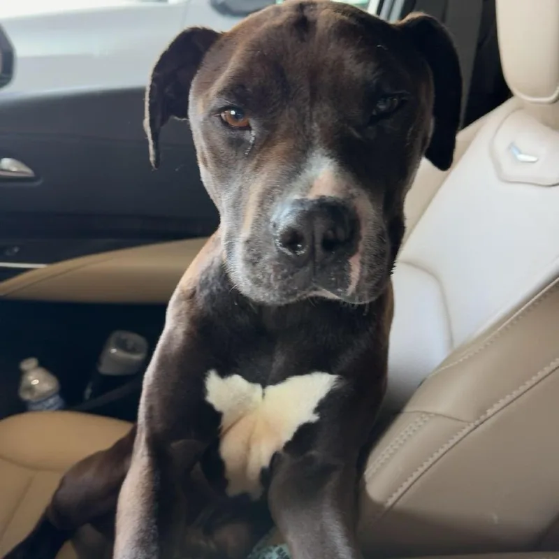 An adult medium-sized male Brown / Chocolate Pit Bull Terrier dog named Kaden for adoption in Harrisonburg, VA