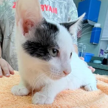 A young medium-sized male Domestic Short Hair cat named Crabby for adoption in Kansas City, MO