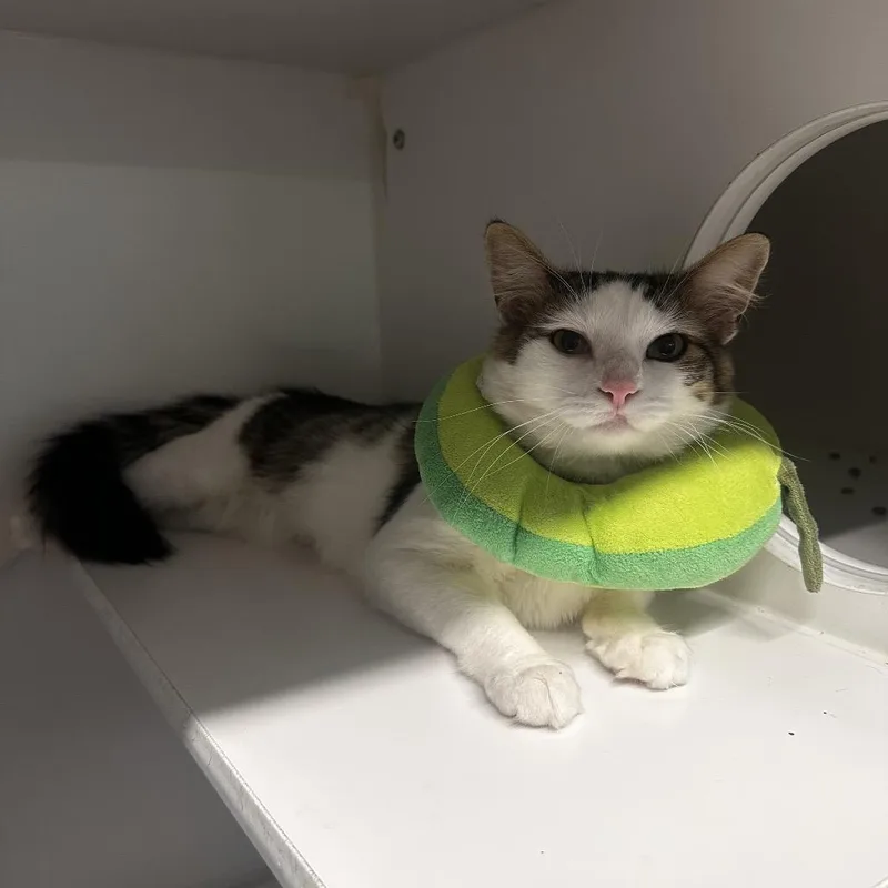 An adult medium-sized male Brown / Chocolate Domestic Short Hair cat named Bellboy for adoption in Dearborn, MI
