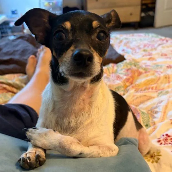 A senior small-sized female Rat Terrier dog named Rue for adoption in Austin, TX