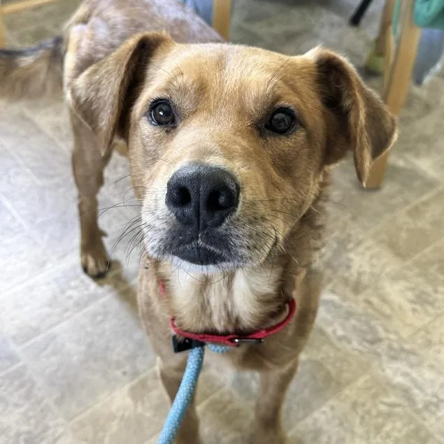 An adult medium-sized male Retriever dog named Miles for adoption in Toledo, OH
