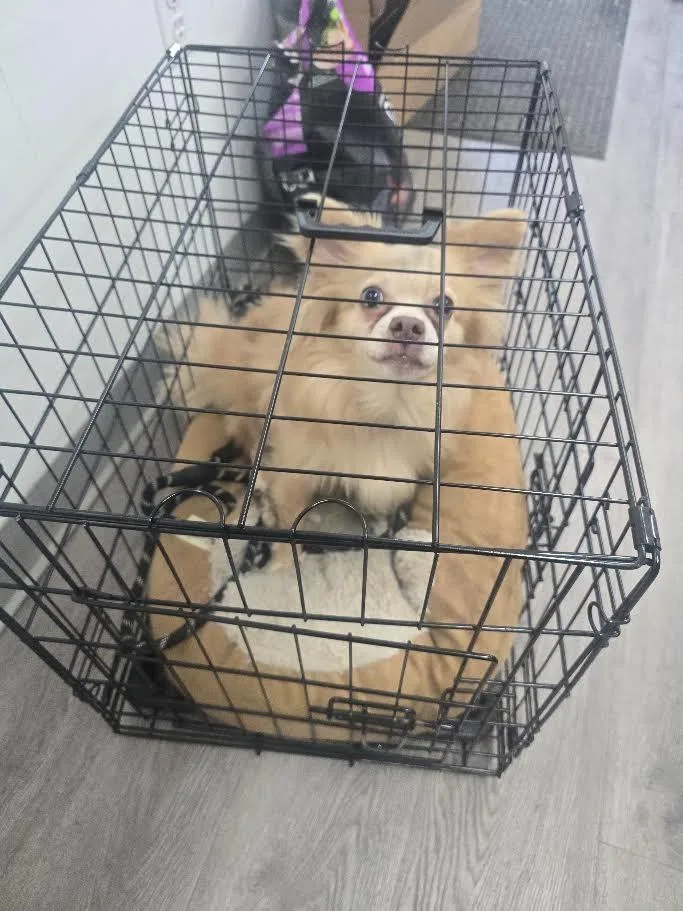 A young small-sized male Pomeranian dog named RoscoeBear for adoption in Glenfield, NY