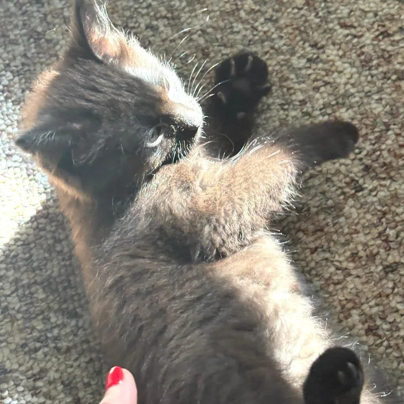A baby small-sized female Black Domestic Short Hair cat named Lunar for adoption in Chaska, MN