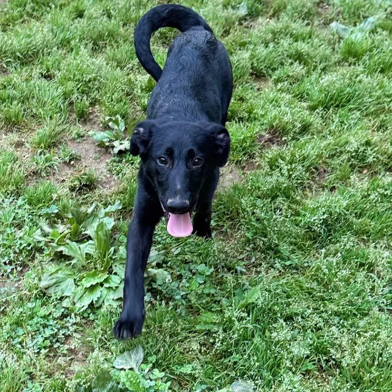 A baby small-sized male Black German Shepherd Dog dog named Breadcrumb Trail for adoption in Fredericksburg, VA