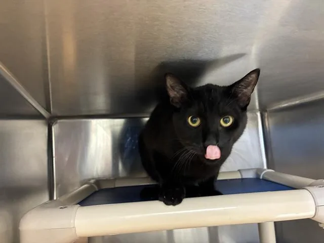 A young medium-sized male Domestic Short Hair cat named Nico for adoption in Salinas, CA