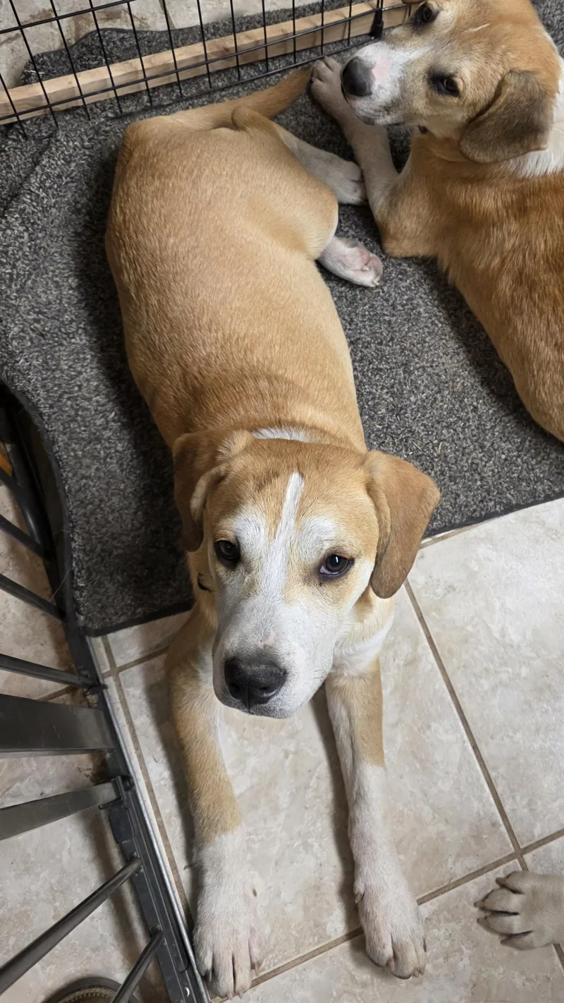 A young medium-sized male Tricolor (Brown, Black, & White) Beagle dog named Dalton for adoption in Sparks, NV