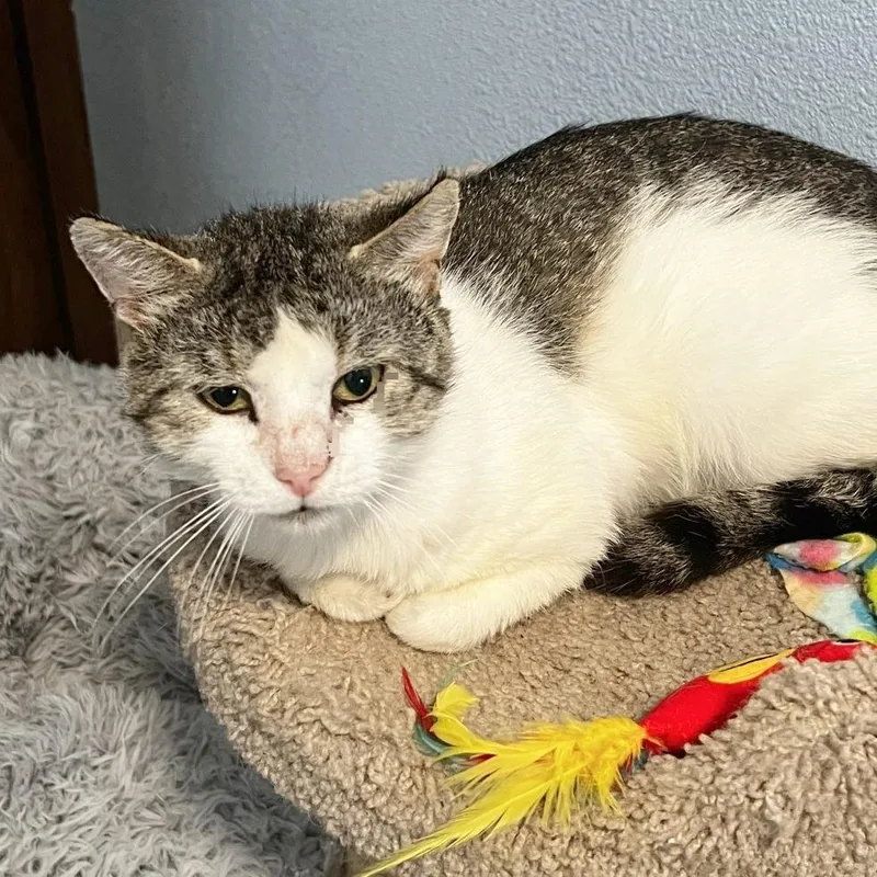 A senior medium-sized male Gray / Blue / Silver Domestic Short Hair cat named Basalt for adoption in Brighton, MO