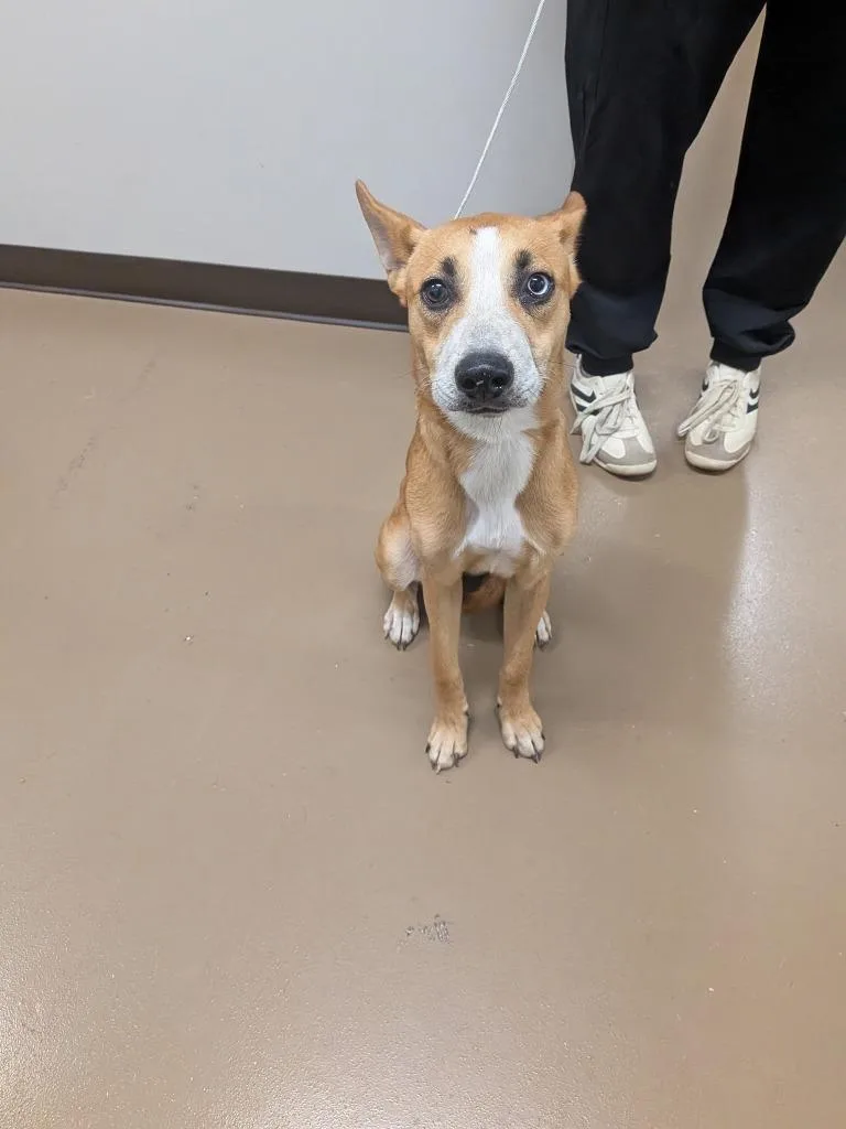 A baby medium-sized female Husky dog named Susie for adoption in Springfield, TN