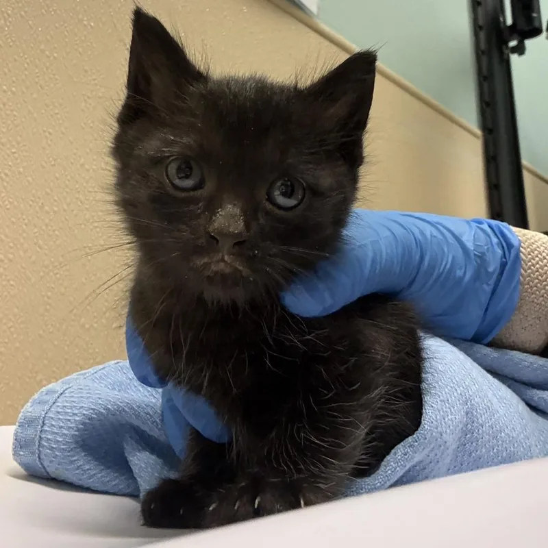 A baby small-sized male Black Domestic Short Hair cat named Lego for adoption in Tacoma, WA