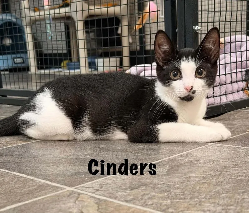 Cinders