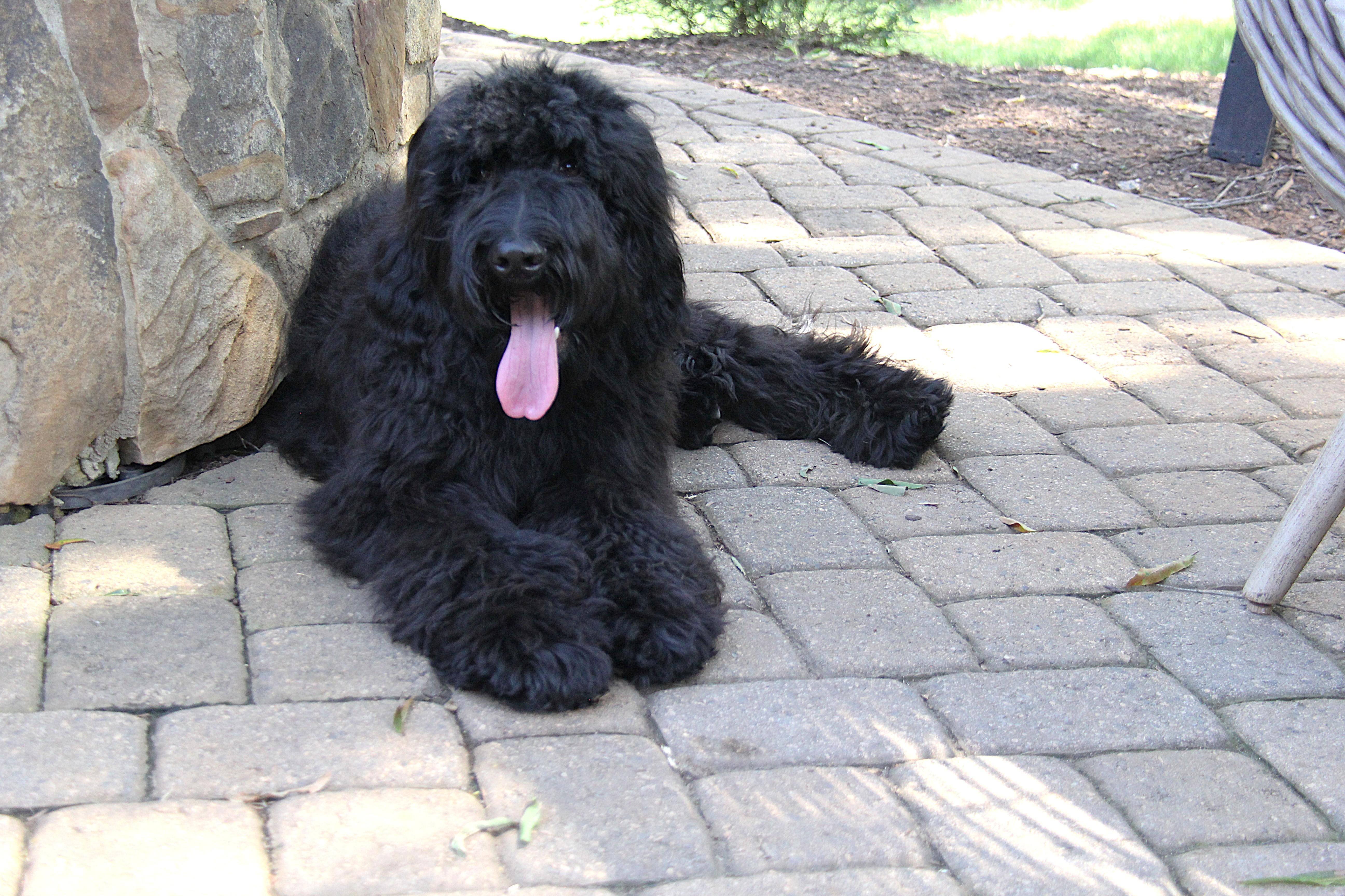 Sampson thumbnail 4